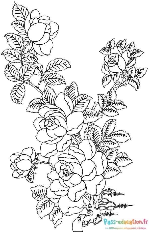 Coloriage Bouquet de roses à imprimer et colorier