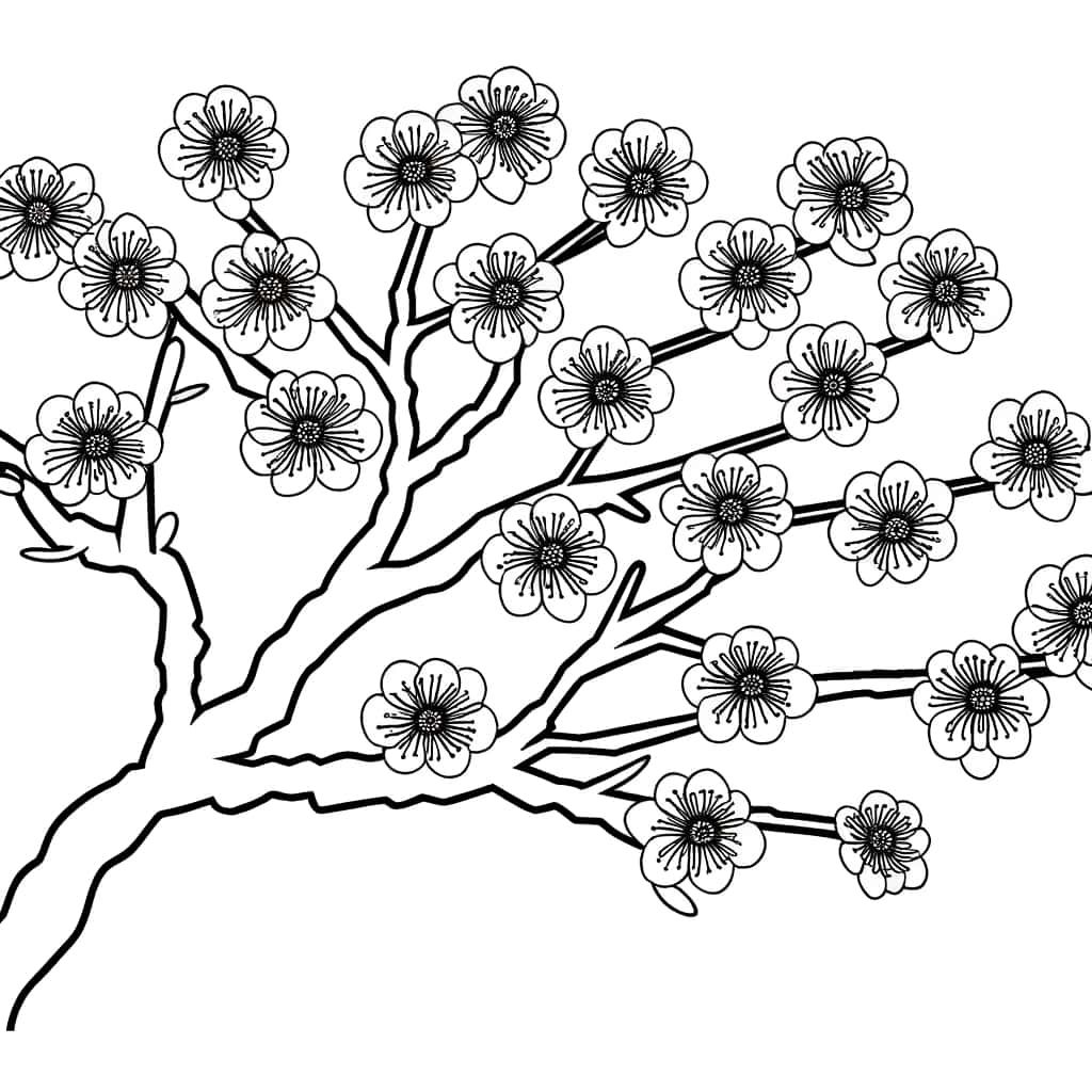 Coloriage Cerisier du Japon à imprimer et colorier