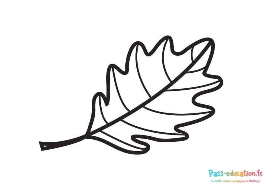 Coloriage Feuille d'érable à imprimer et colorier