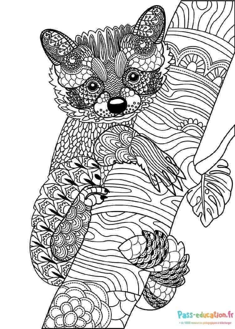Coloriage Raton laveur mandala à imprimer et colorier