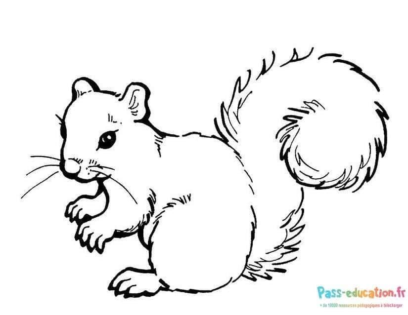 Coloriage Écureuil agile à imprimer et colorier