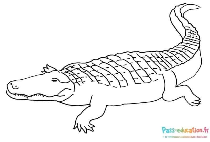 Coloriage Crocodile dans l'eau à imprimer et colorier