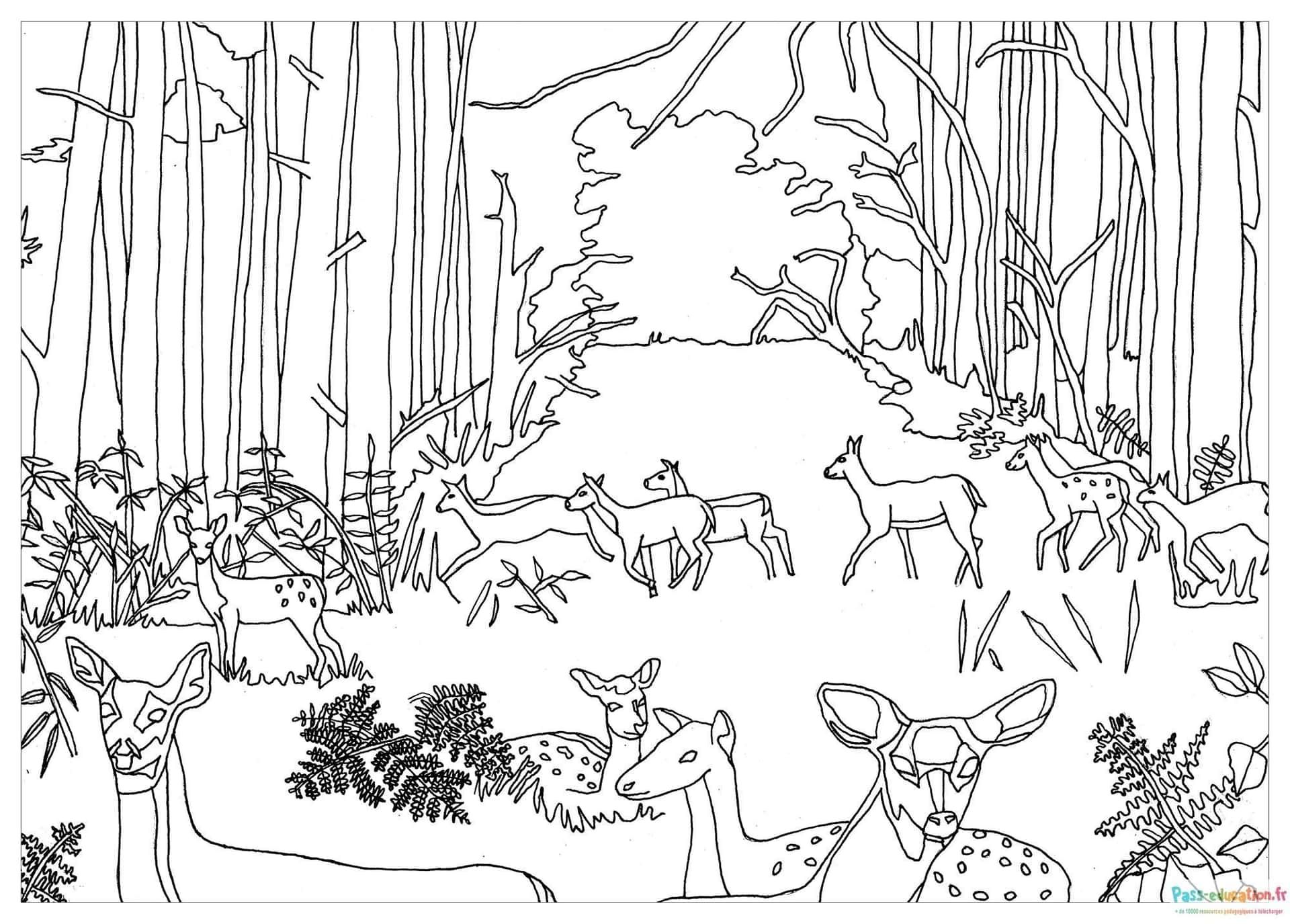 Coloriage Forêt avec cerfs à imprimer et colorier