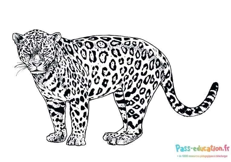Coloriage Jaguar à colorier à imprimer et colorier