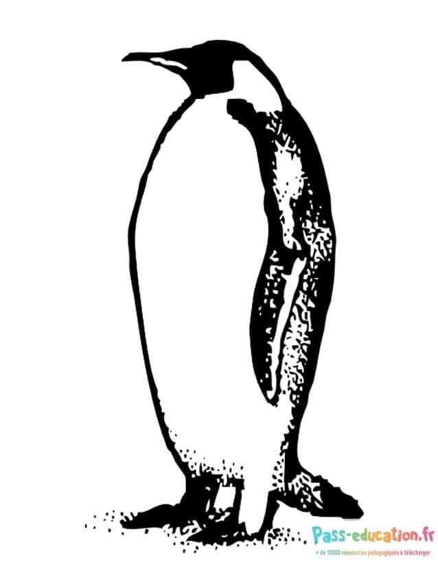 Coloriage Pingouin stylisé à imprimer et colorier