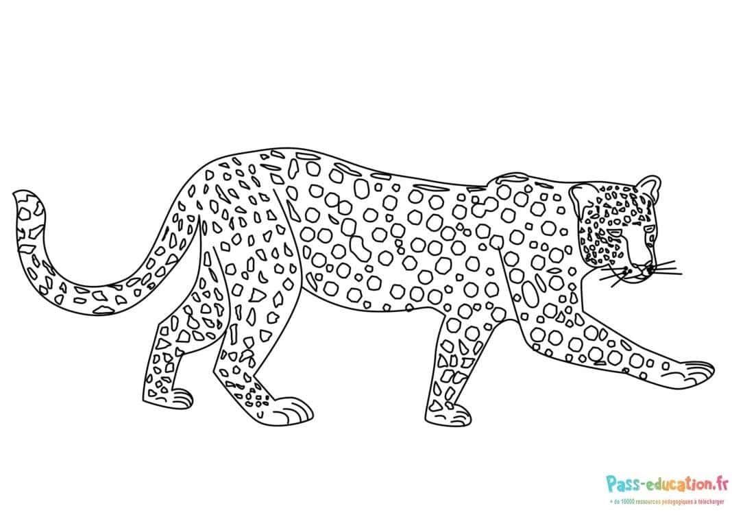 Coloriage Guépard en marche à imprimer et colorier
