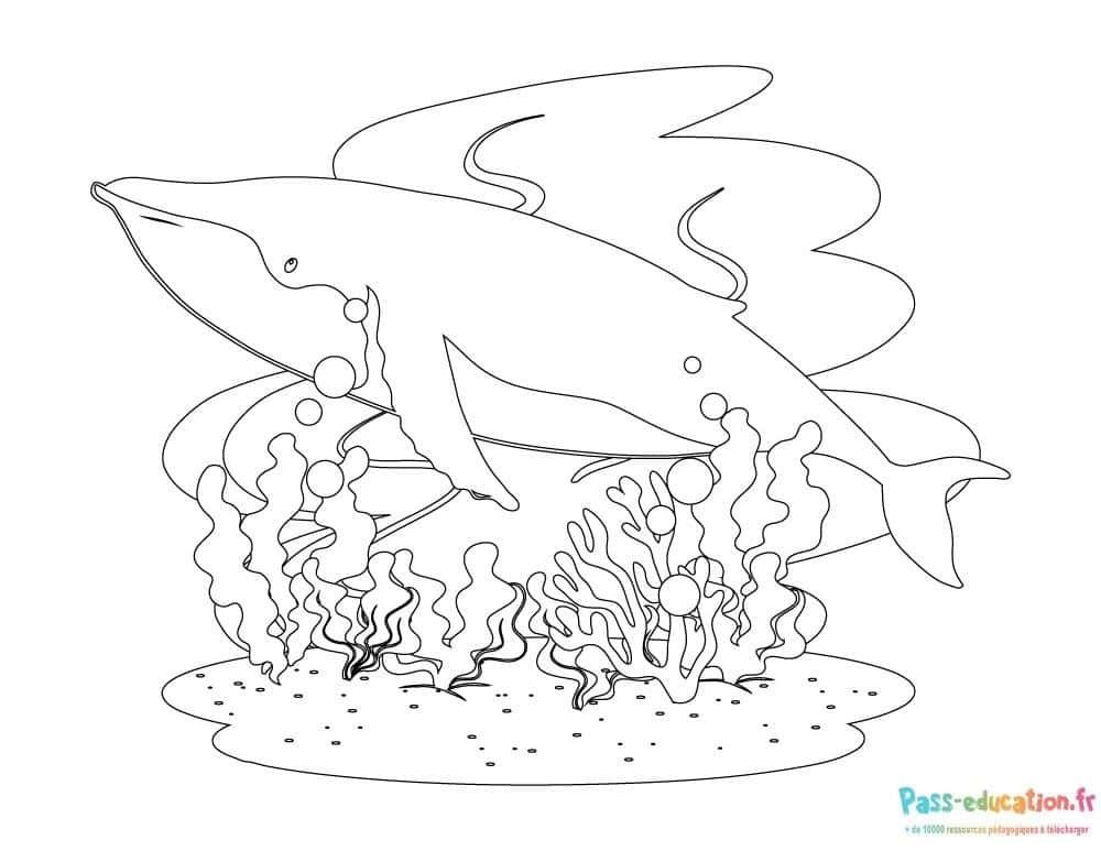 Coloriage Baleine joyeuse à imprimer et colorier