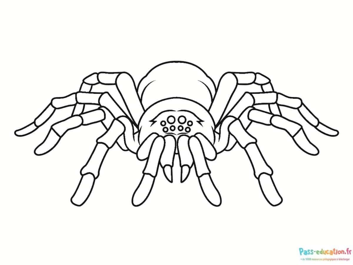 Coloriage Araignée réaliste à imprimer et colorier