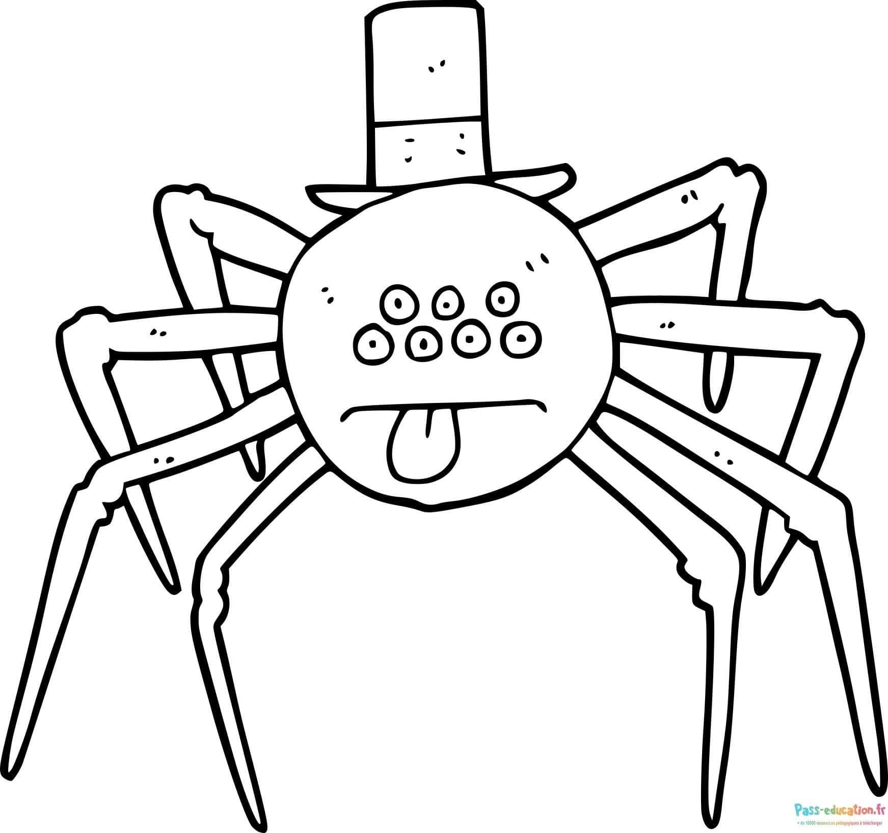Coloriage Araignée élégante à imprimer et colorier