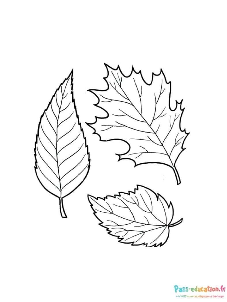 Coloriage Feuilles d'automne à imprimer et colorier