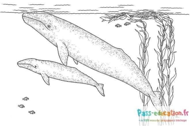 Coloriage Baleines sous-marines à imprimer et colorier
