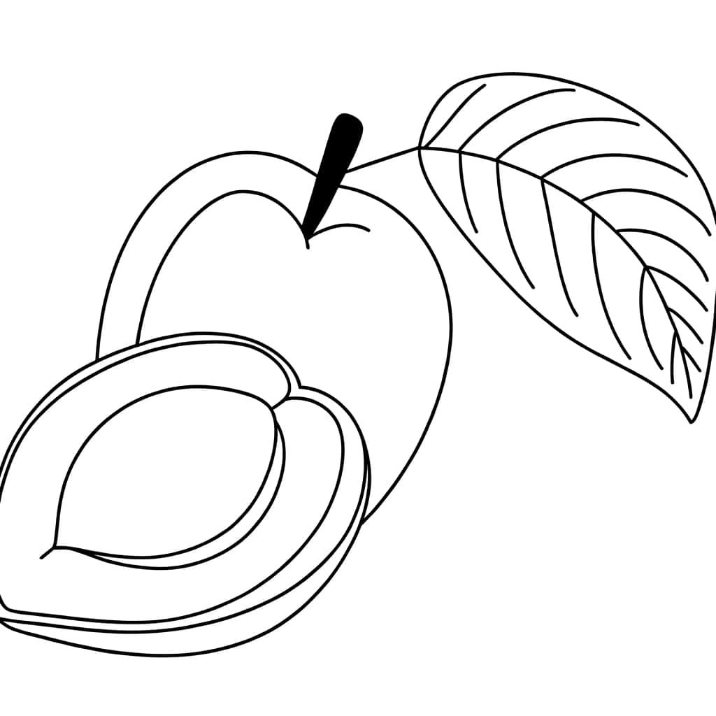 Coloriage Abricot entier et coupé à imprimer et colorier