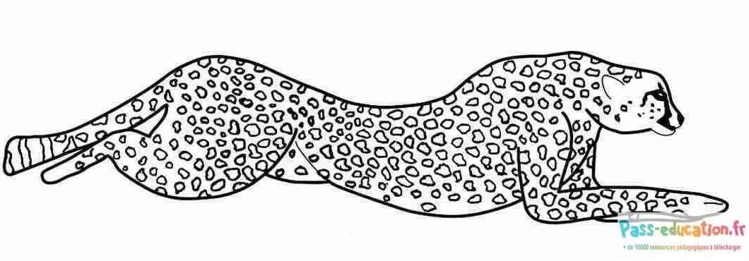 Coloriage Guépard en repos à imprimer et colorier