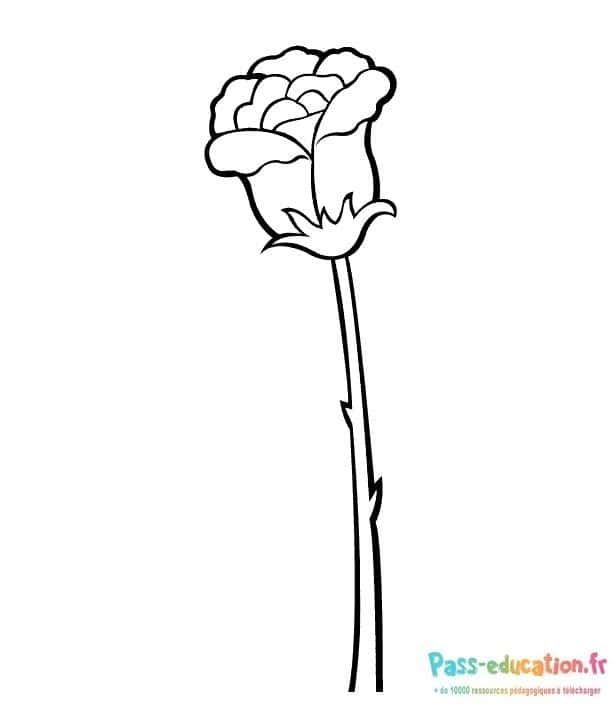 Coloriage Rose à colorier à imprimer et colorier