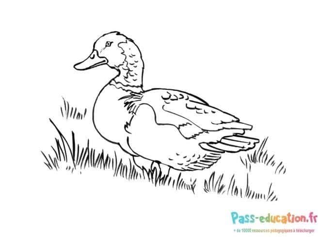 Coloriage Canard dans l'herbe à imprimer et colorier