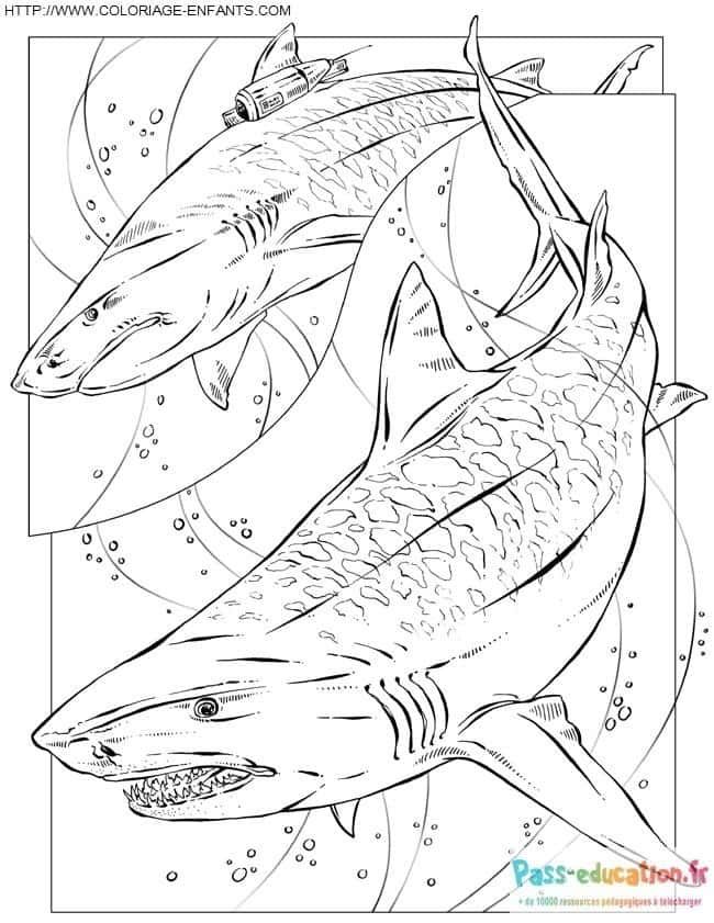Coloriage Duo de requins à imprimer et colorier
