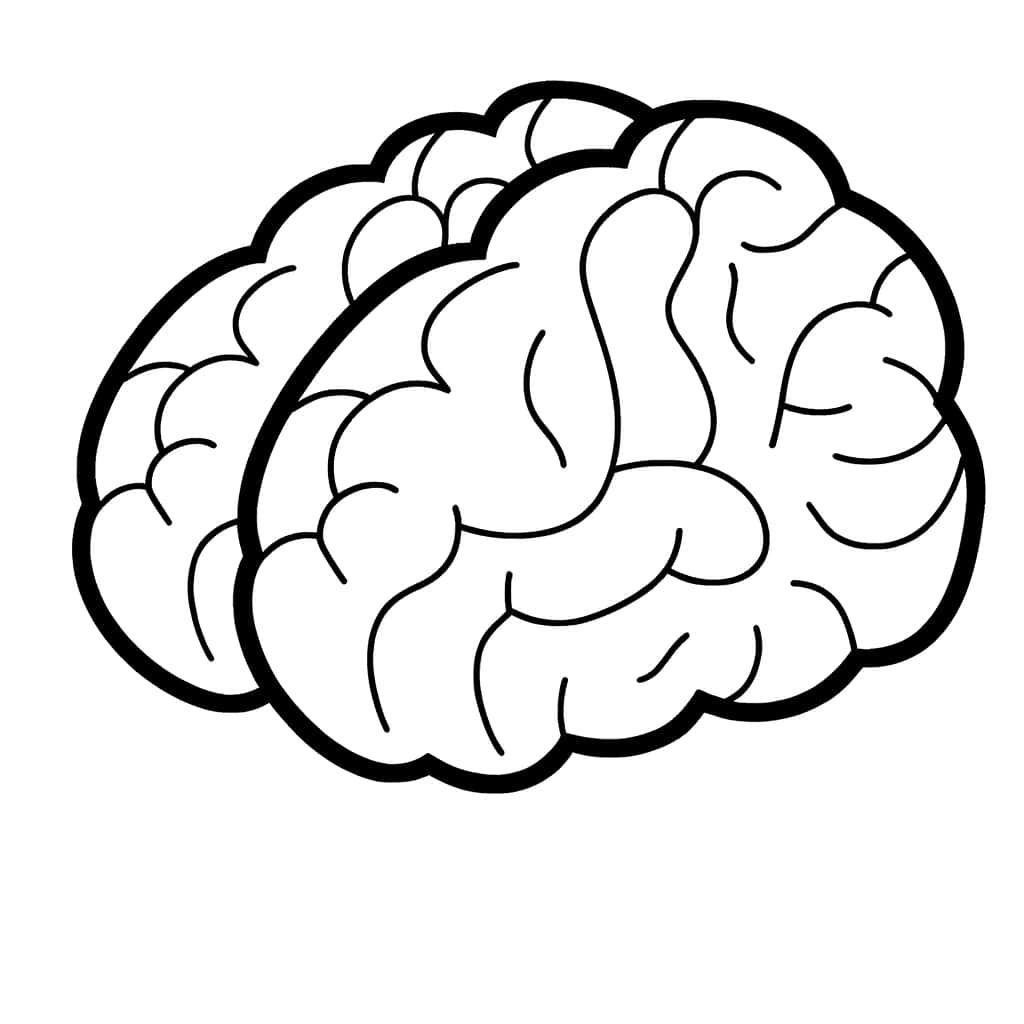 Coloriage Cerveau humain à imprimer et colorier