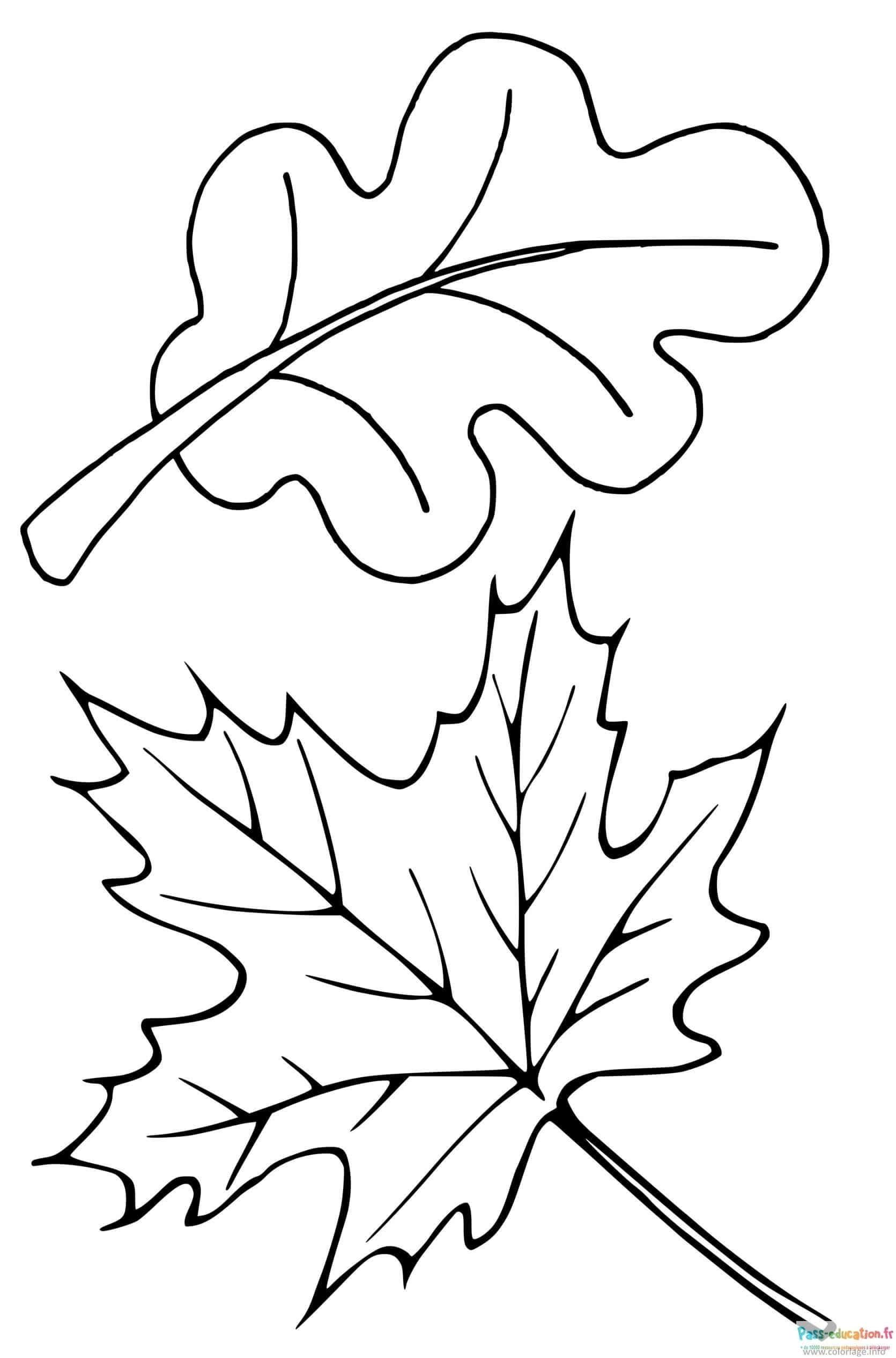 Coloriage Feuilles d'automne à imprimer et colorier