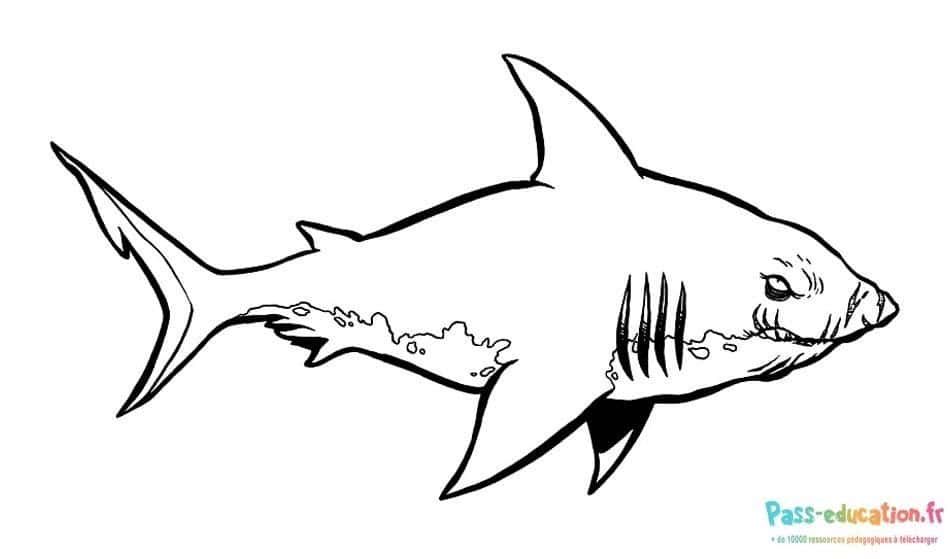 Coloriage Requin prêt à colorier à imprimer et colorier