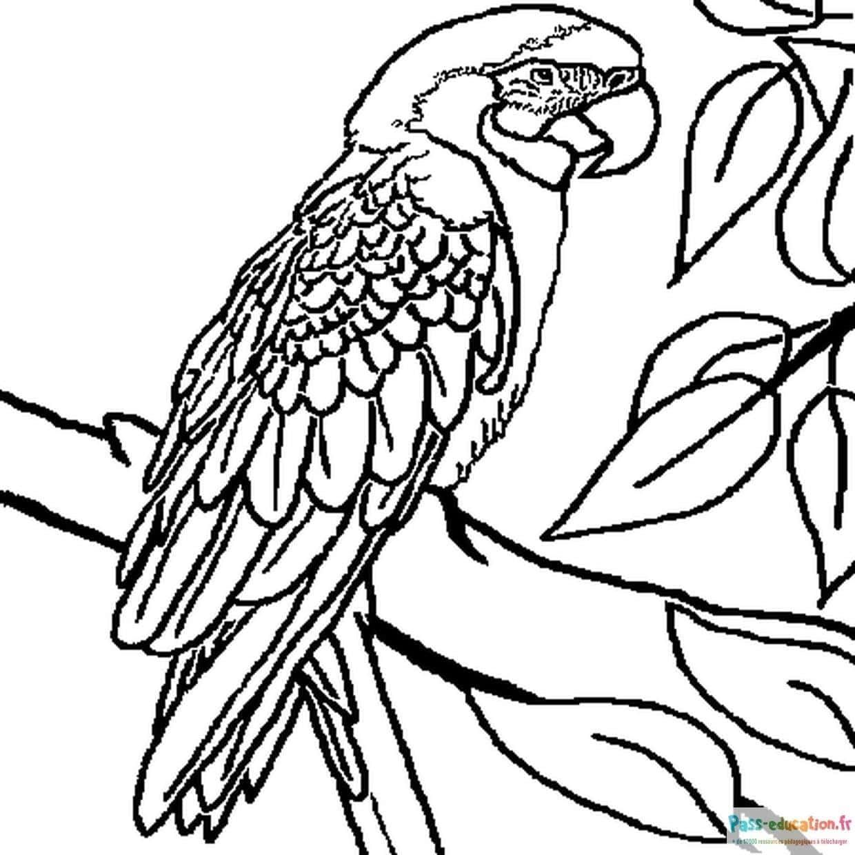 Coloriage Perroquet en attente à imprimer et colorier