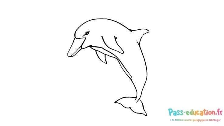 Coloriage Dessin dauphin à imprimer et colorier