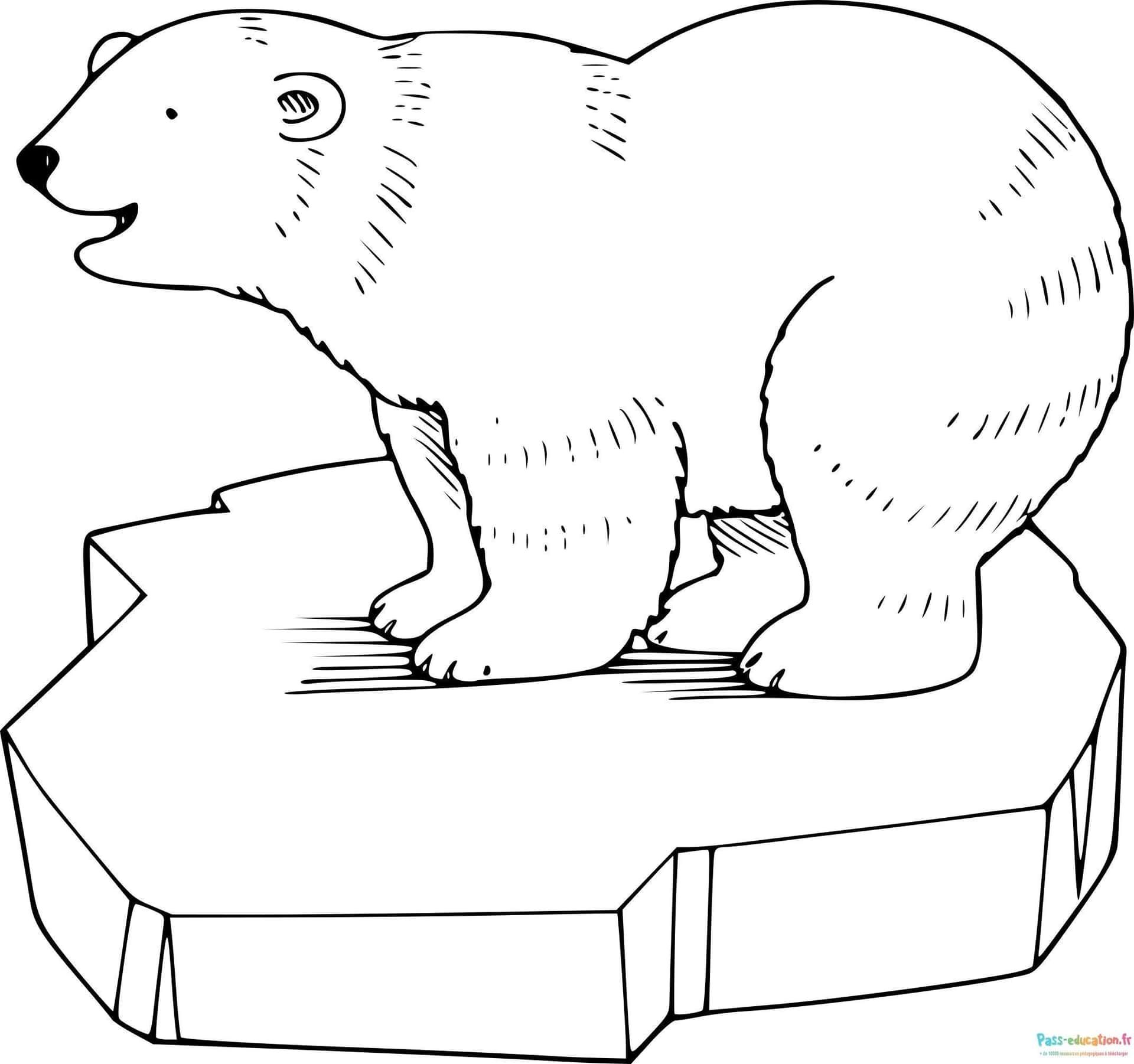 Coloriage Ours polaire à imprimer et colorier