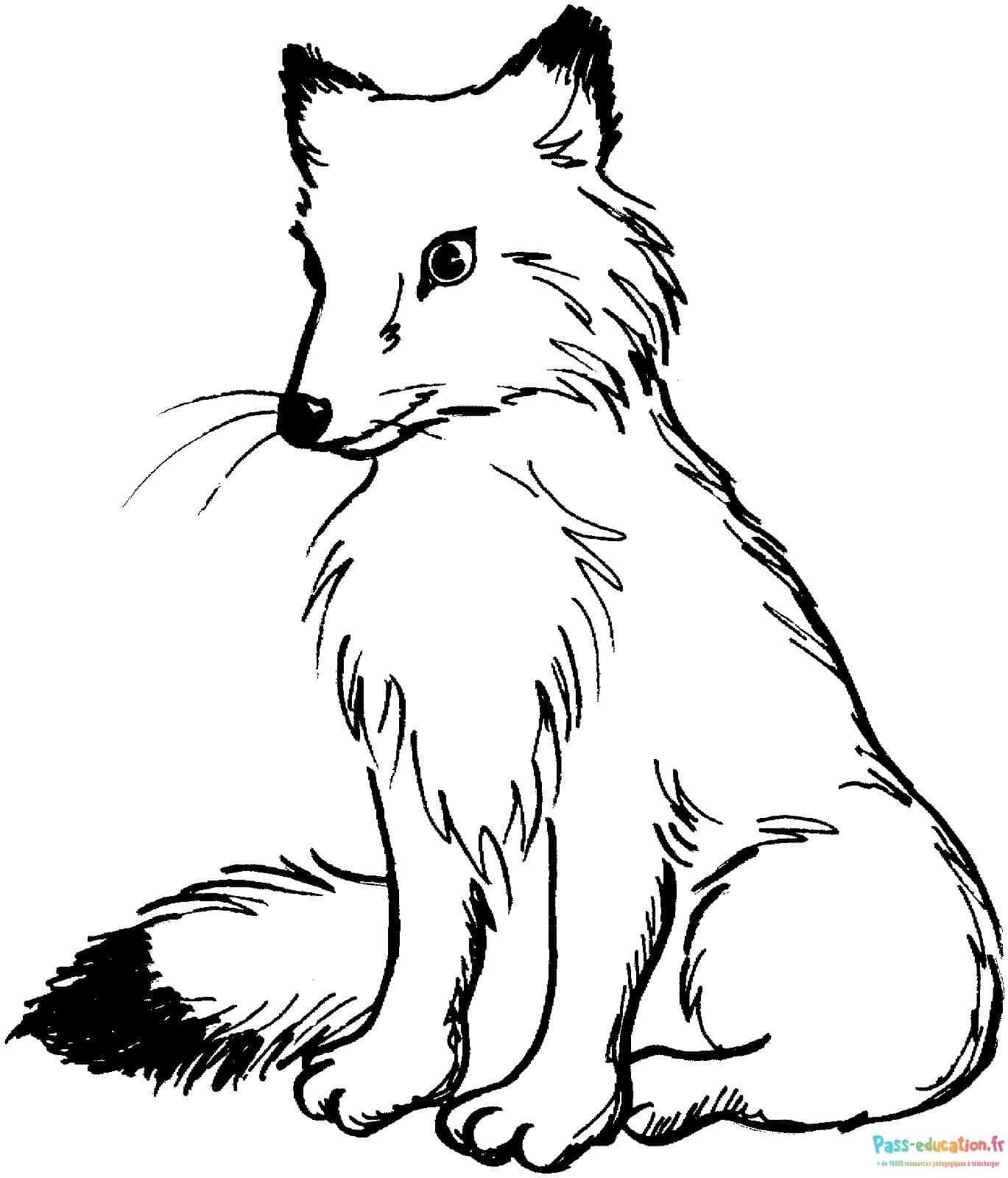 Coloriage Renard attentif à imprimer et colorier