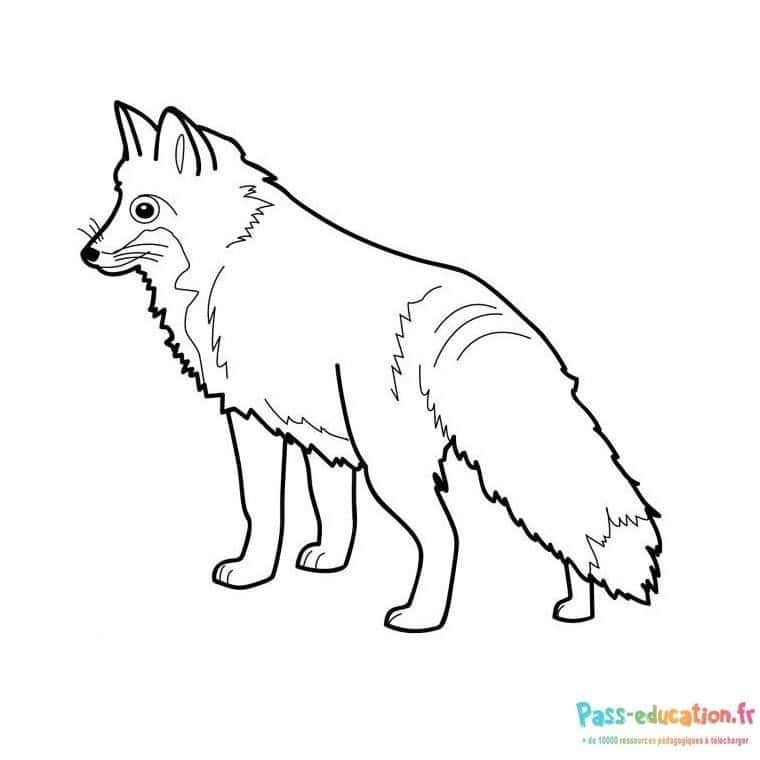 Coloriage Renard attentif à imprimer et colorier