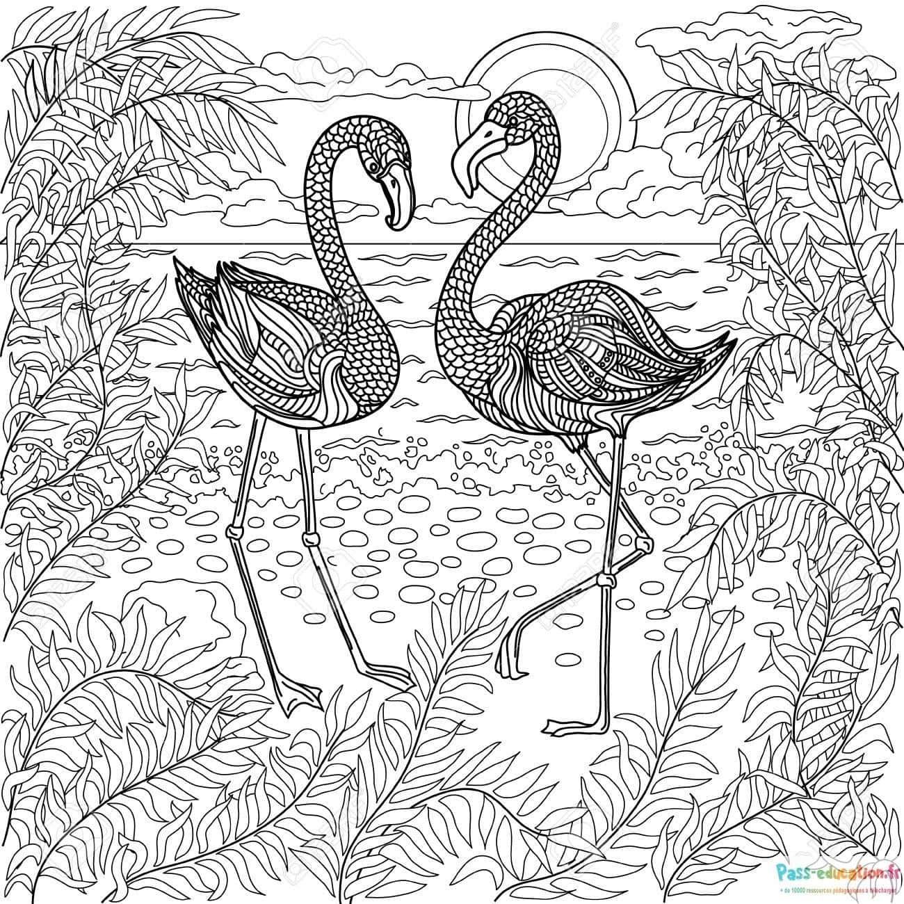 Coloriage Flamants tropicaux à imprimer et colorier