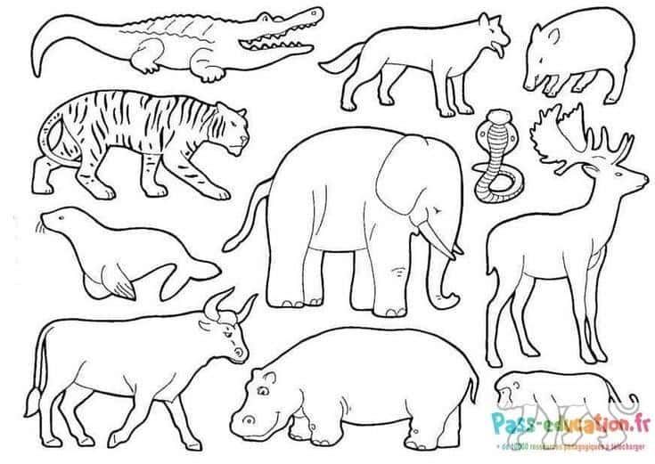 Coloriage Animaux sauvages à imprimer et colorier