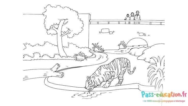 Coloriage Tigre au Zoo à imprimer et colorier