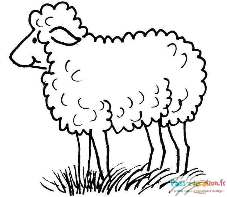 Coloriage Mouton dans l'herbe à imprimer et colorier