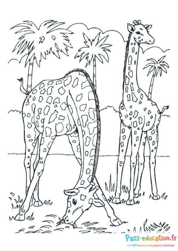 Coloriage Girafes dans la savane à imprimer et colorier