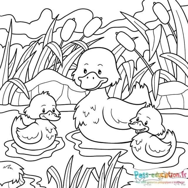 Coloriage Famille de canards à imprimer et colorier