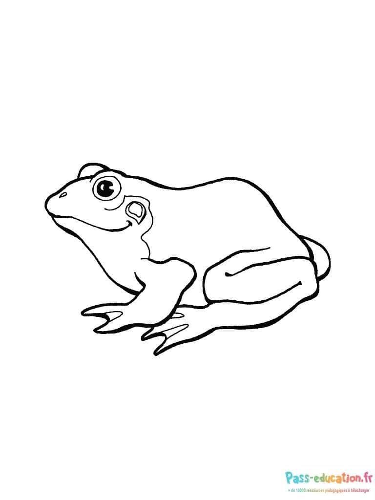 Coloriage Grenouille attentive à imprimer et colorier