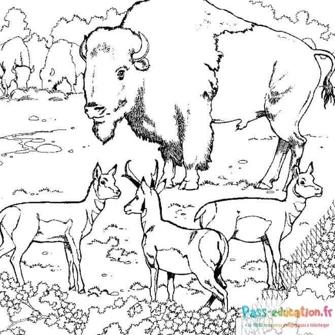 Coloriage Bisons et cerfs à imprimer et colorier