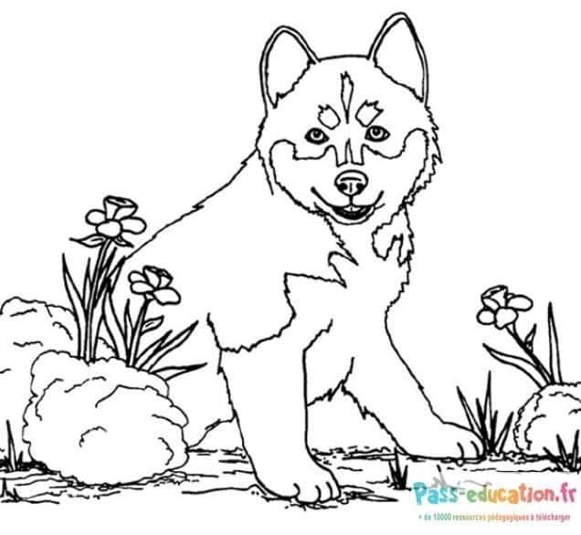 Coloriage Chiot curieux à imprimer et colorier
