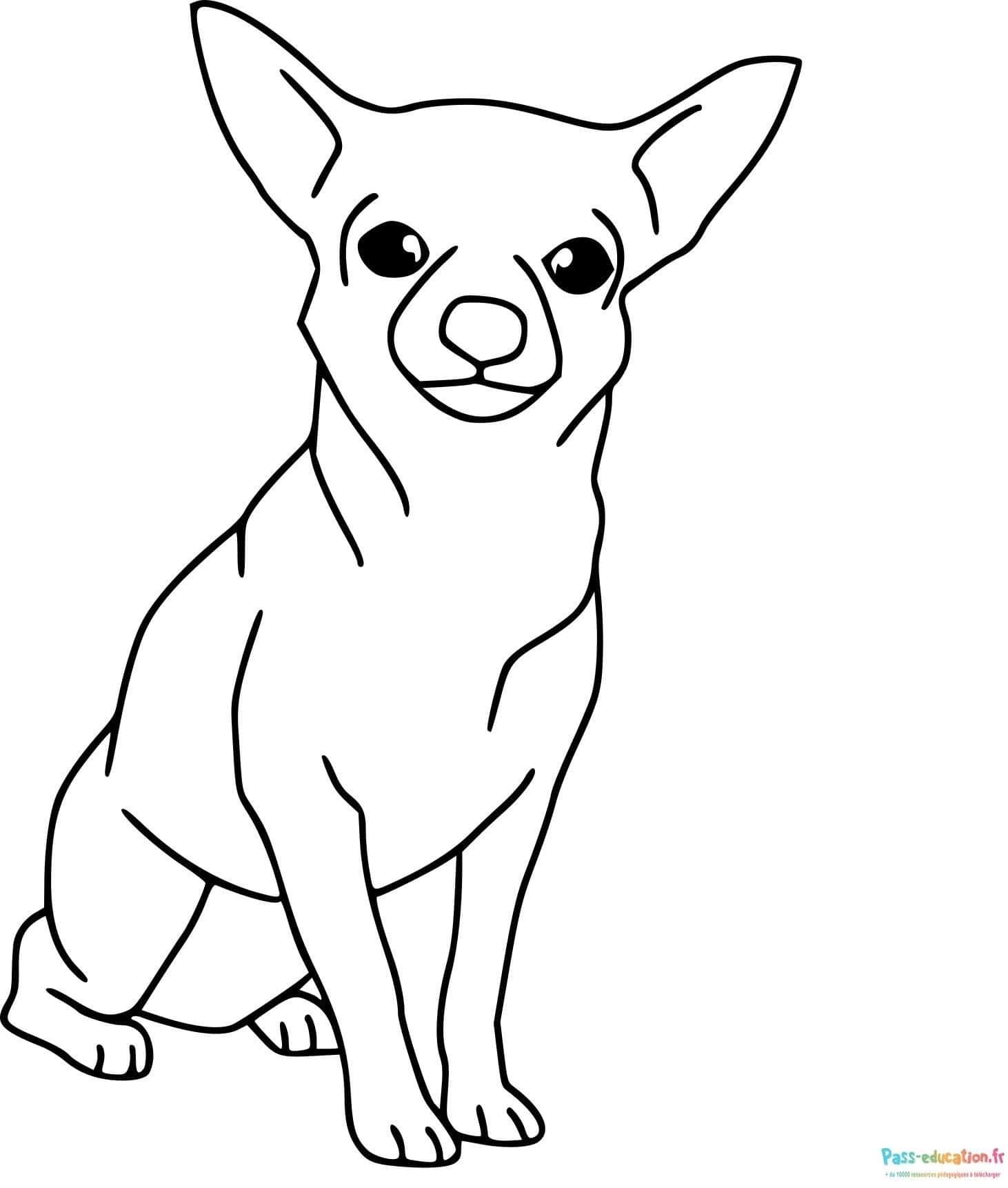 Coloriage Chihuahua attentif à imprimer et colorier