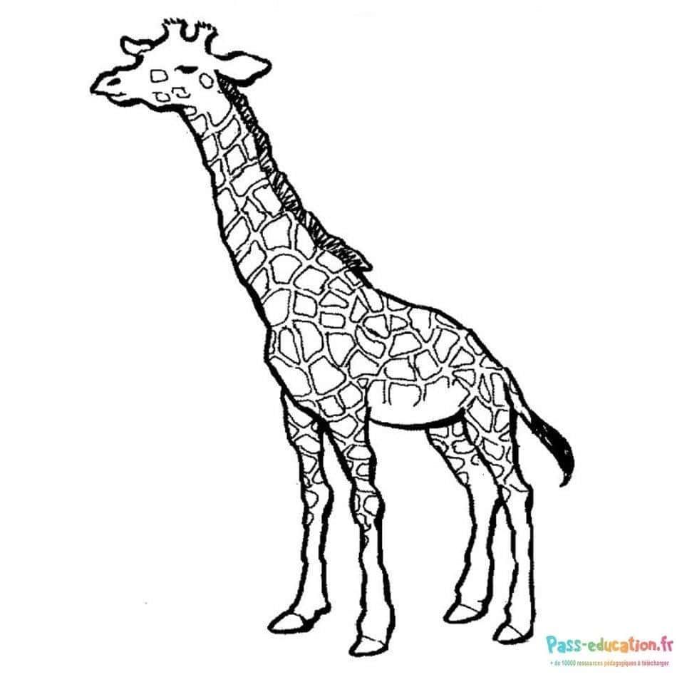 Coloriage Girafe élancée à imprimer et colorier