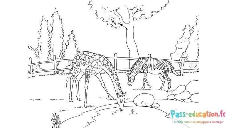 Coloriage Girafe et zèbre à imprimer et colorier