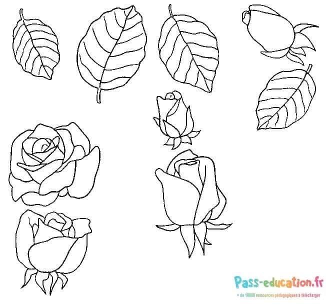 Coloriage Feuilles et roses à imprimer et colorier