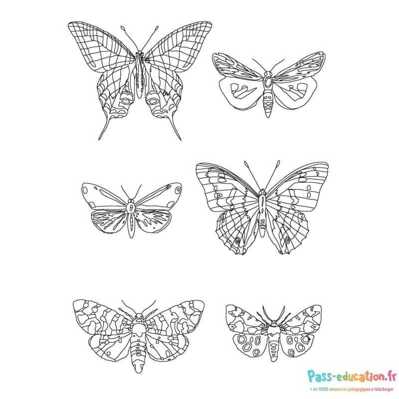 Coloriage Papillons détaillés à imprimer et colorier