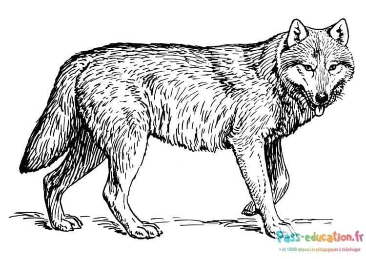 Coloriage Loup attentif à imprimer et colorier
