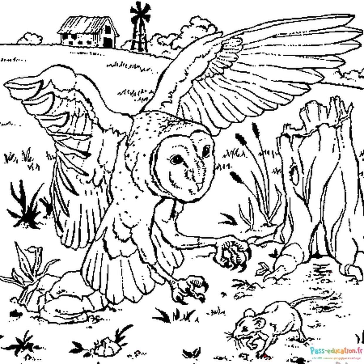 Coloriage Chouette en vol à imprimer et colorier