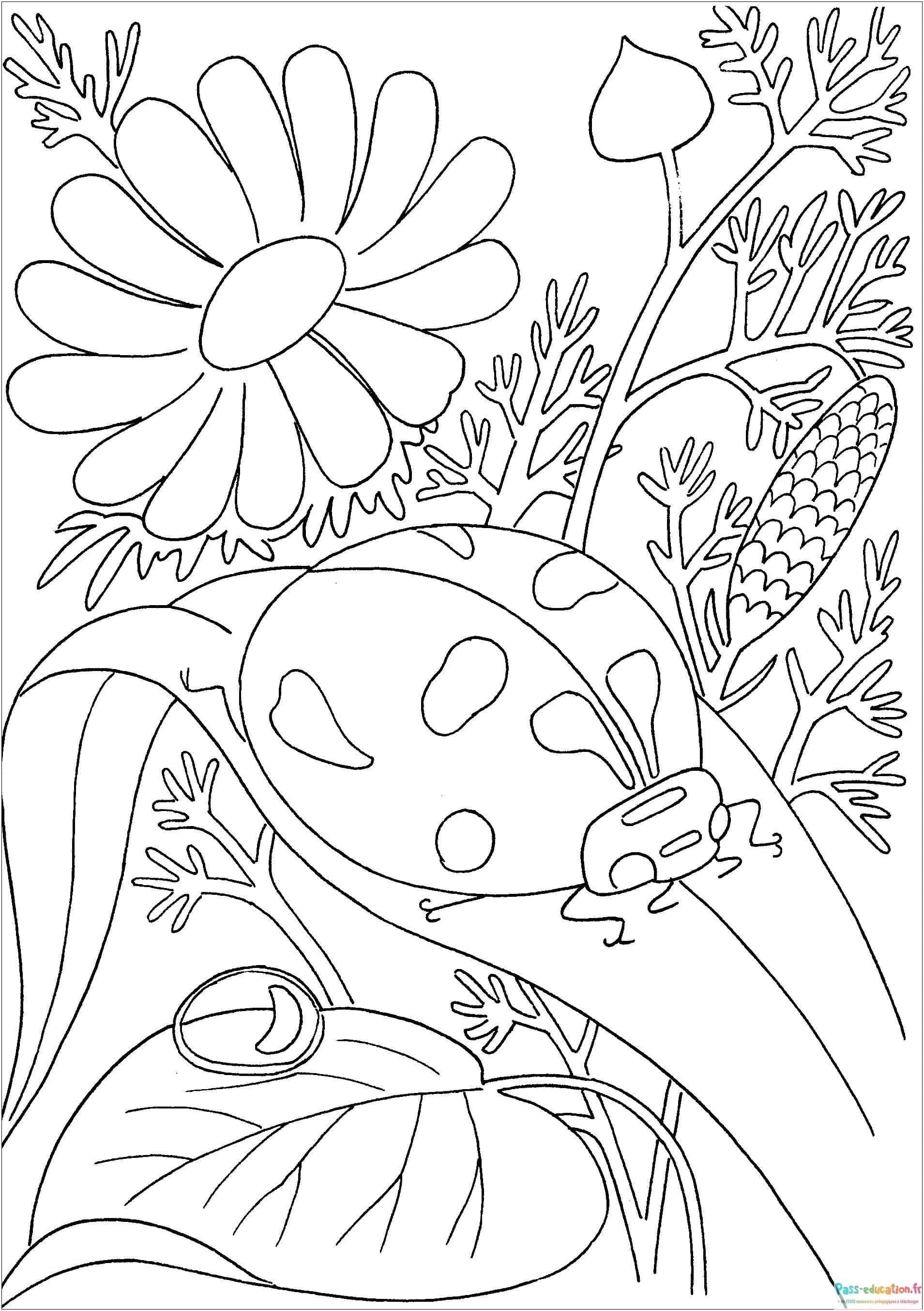 Coloriage Coccinelle parmi les fleurs à imprimer et colorier