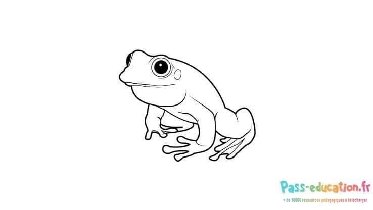 Coloriage Grenouille attentive à imprimer et colorier