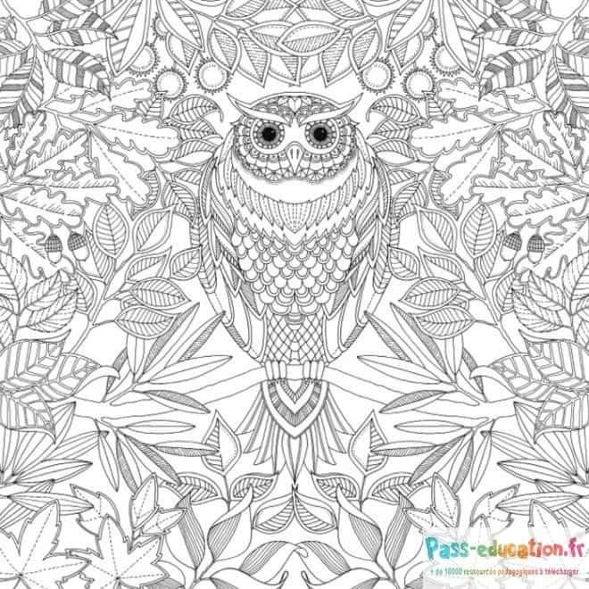 Coloriage Chouette dans les feuilles à imprimer et colorier