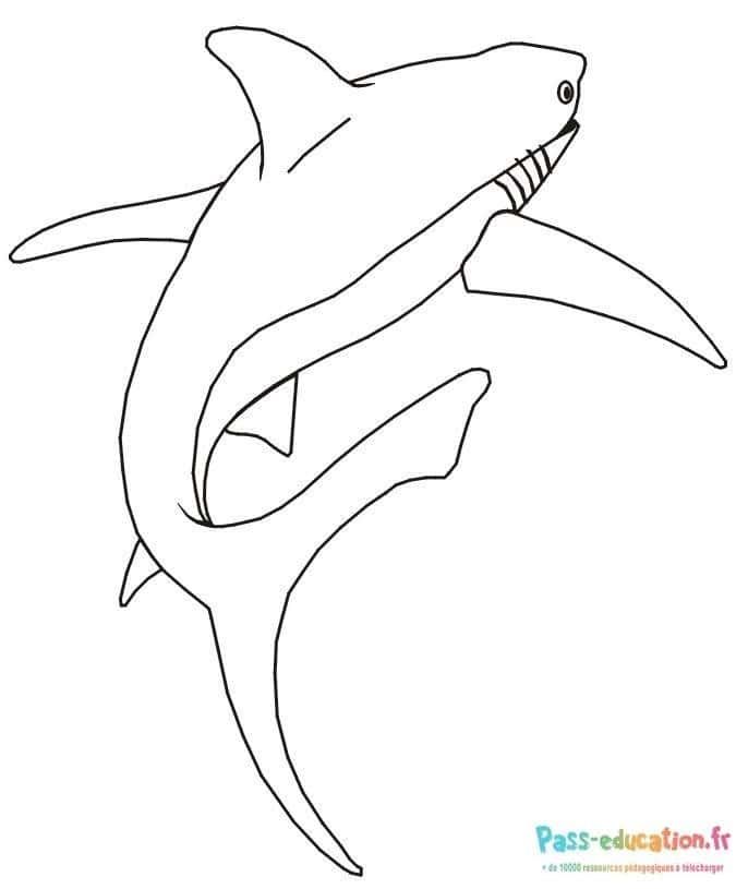 Coloriage Requin majestueux à imprimer et colorier