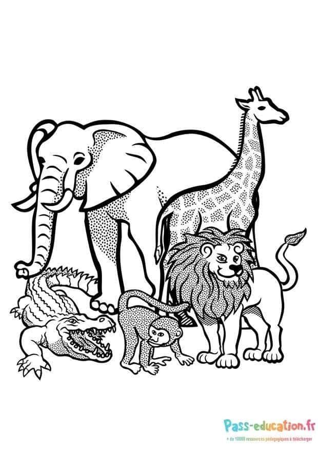 Coloriage Animaux de la savane à imprimer et colorier