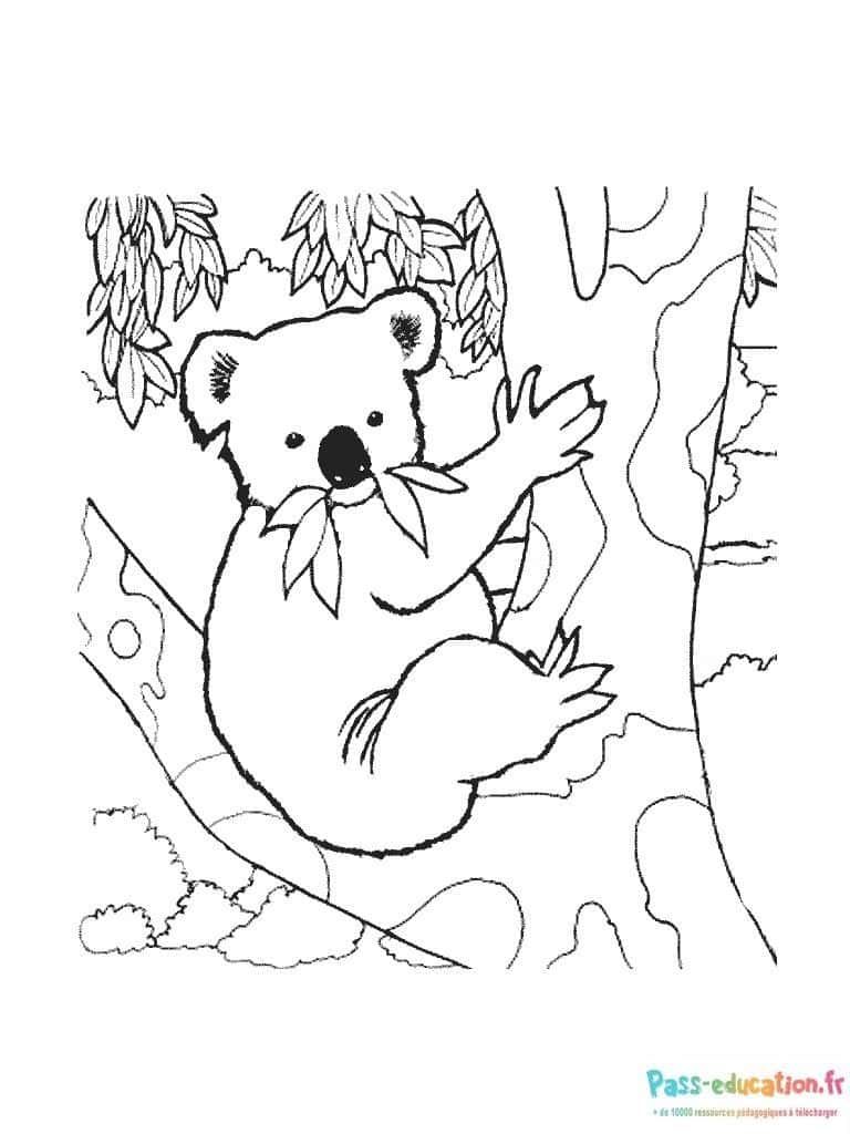 Coloriage Koala dans un arbre à imprimer et colorier